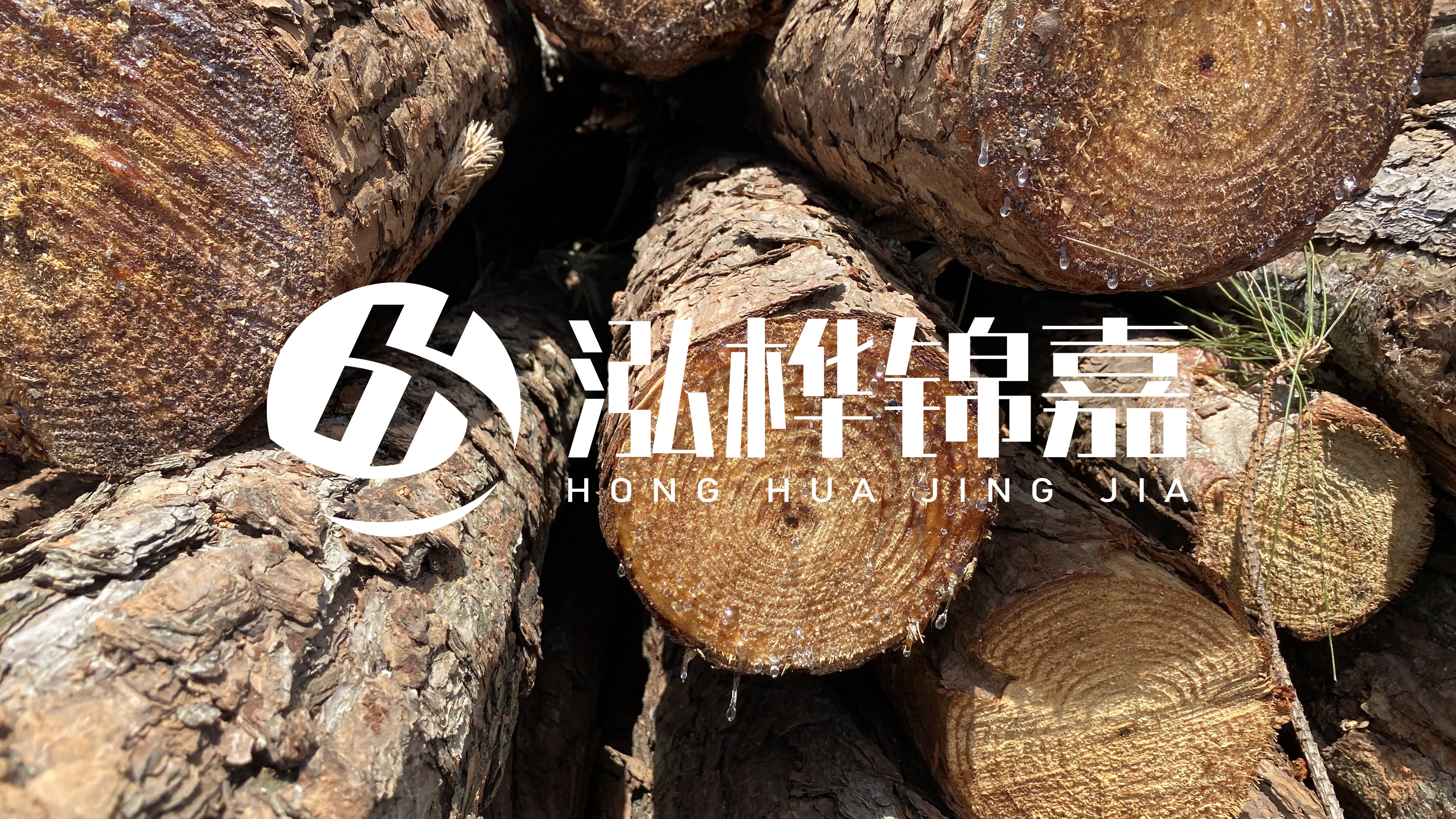 為什么要用松木樁治理河道？