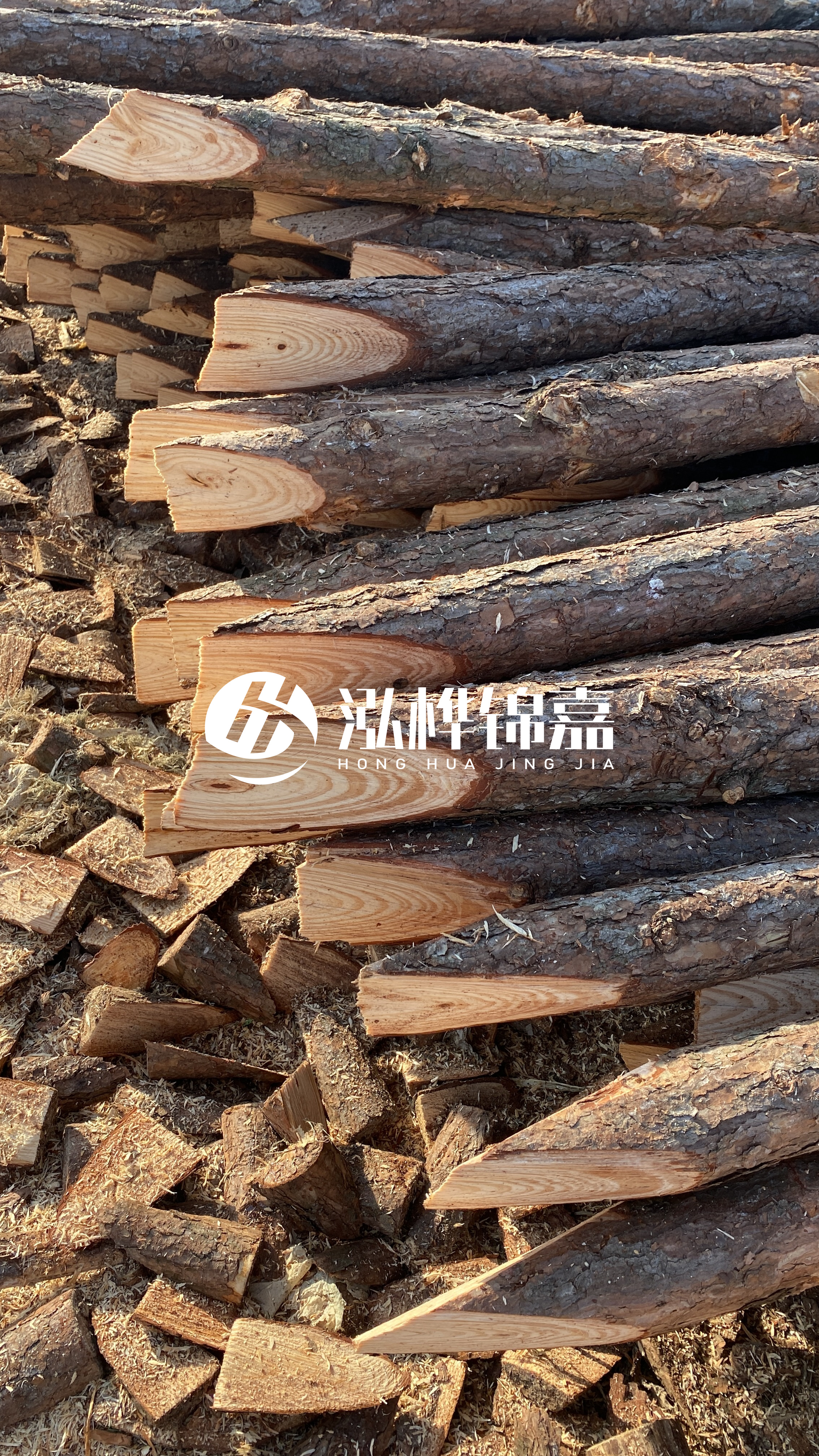 松木樁怎么分辨好壞？學(xué)會(huì)這幾招，輕松分辨松木樁好壞不踩雷！
